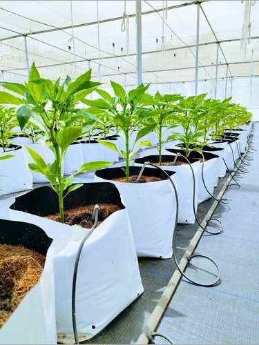 cocopeat farm