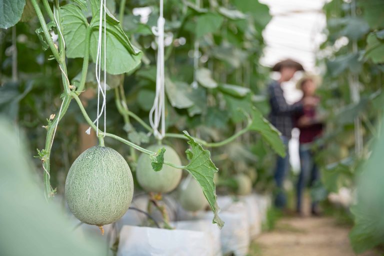 young-green-melon-cantaloupe-growing-greenhouse