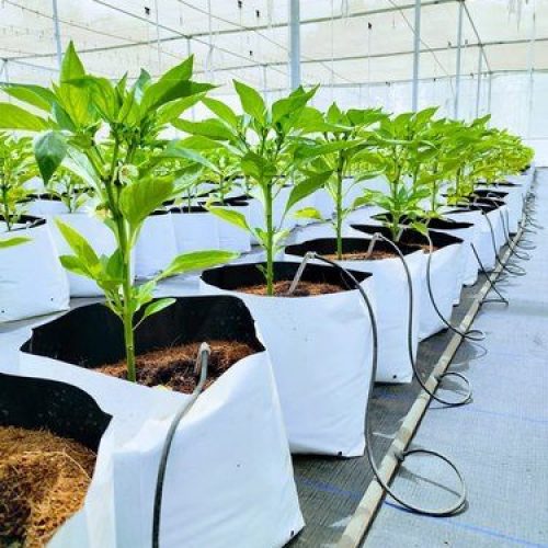 cocopeat farm